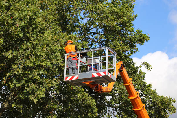 Best Tree Removal Services  in Georgetown, PA